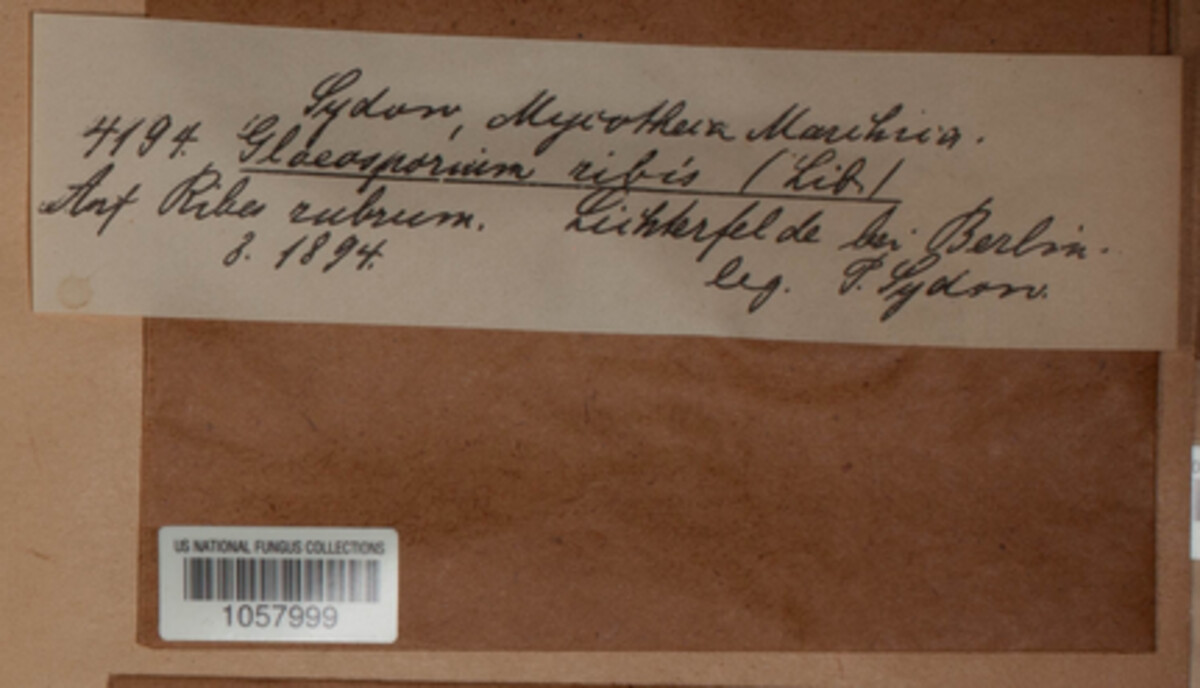 Drepanopeziza ribis image